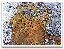 foam